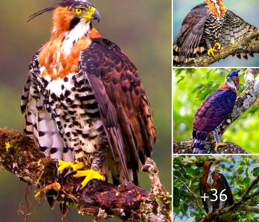 Exploring the Elegance and Power of the Ornate Hawk Eagle in Central and South American Forests