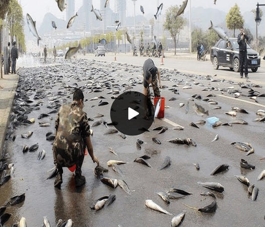 Nature’s Marvel: The Enigmatic Phenomenon of Fish Falling from the Sky