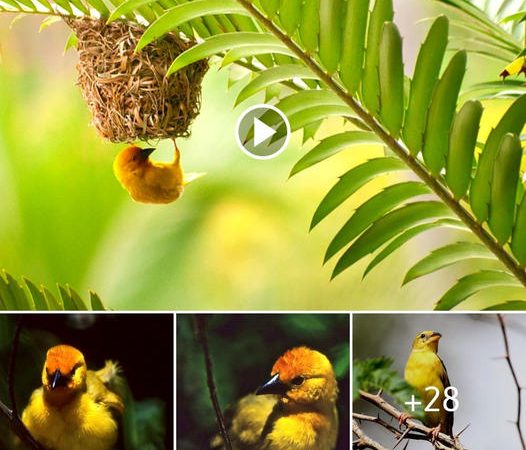 The Golden Palm Weaver: Nature’s Glowing Gem in Yellow and Orange Brilliance