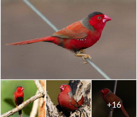 Dazzling Avian Marvel: The Crimson Finch, A Vibrant Crimson Chest and Cheerful Red-Faced Bird