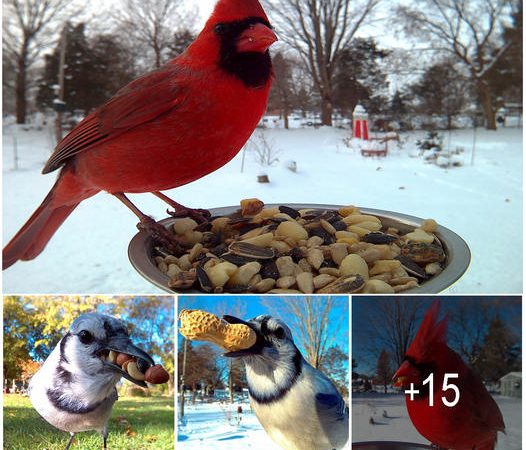 Capturing Nature’s Beauty: Woman Feeds Birds to Snap Stunning Close-Up Photos