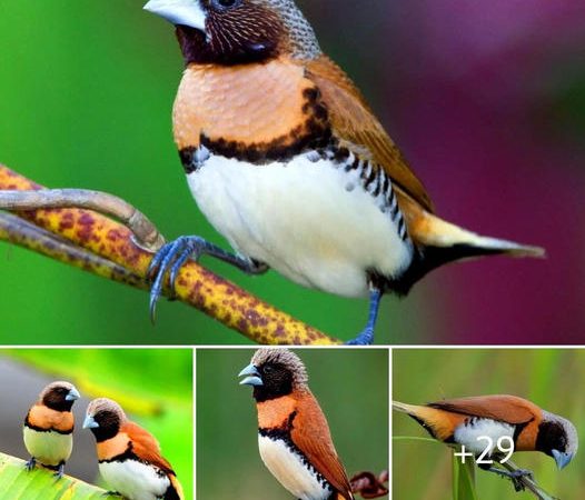 Discover the Enchanting Chestnut-Breasted Mannikin: A Brown Beauty with a Dazzling Orange-Gold Tail!