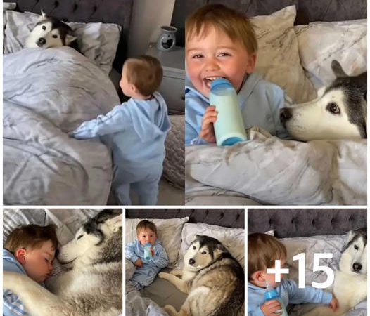 This Cute Dog Can’t Resist a Snuggly Nap with the Baby