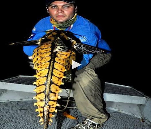 The Enchanting Tale of the World’s First Talking Fish: A Myth or a Magical Bond?