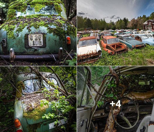 Rediscovered Treasures: The Intriguing Tale of 1,000 Vintage Cars Reclaimed from the Swedish Wilderness