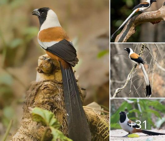 White-bellied Treepie: The Enigmatic Maestro of the Forest Canopy