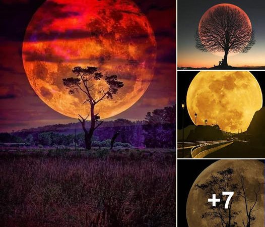 Unveiling the Mesmerizing Magic of the Supermoon: A Celestial Wonder