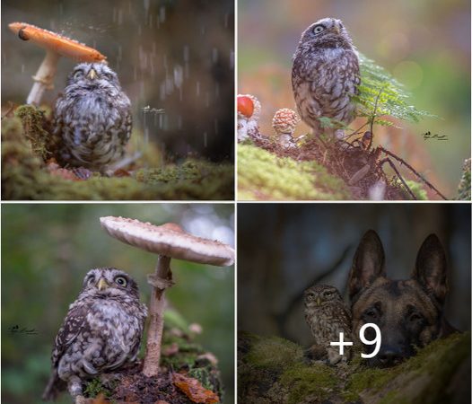 Capturing Nature’s Beauty: Photographer’s Remarkable Shot of a Tiny Owl Seeking Shelter Under a Mushroom