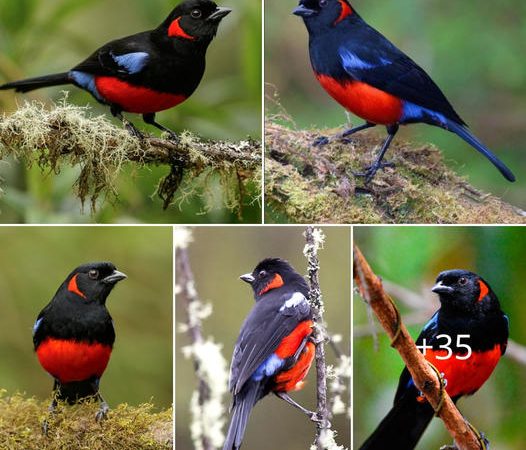 A Glimpse into the Enchanting World of the Scarlet-Bellied Mountain-Tanager