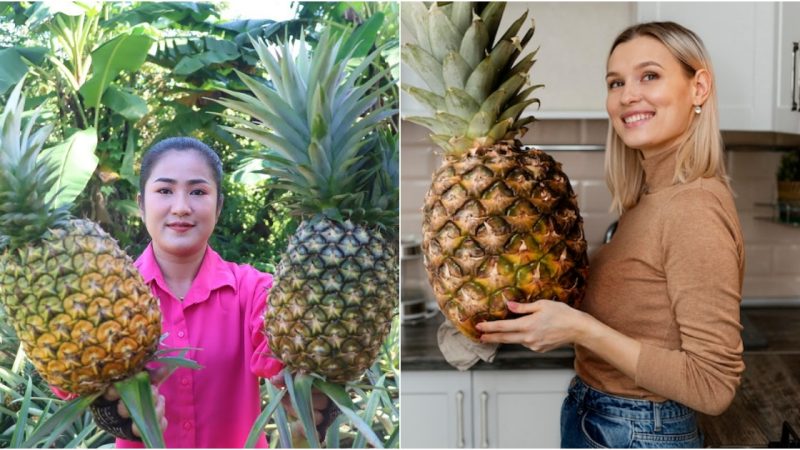 Gargantuan Delight: Exploring The Mystery Behind The Giant Pineapple