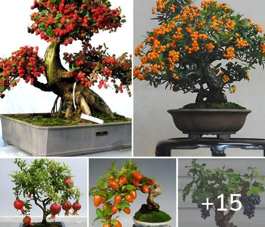 Create Effortless Yet Stunning Decorations with These 15 Bonsai Fruit Tree Inspirations