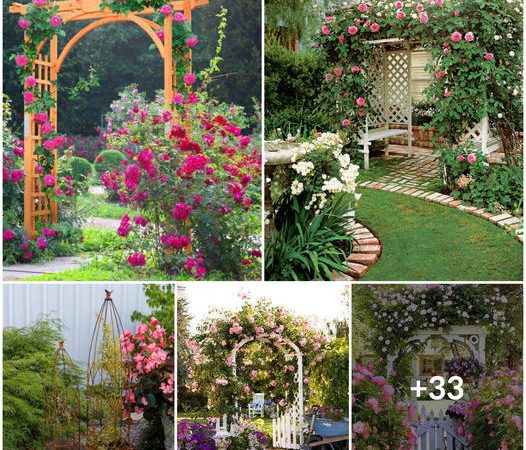 Creating Your Private Oasis: Innovative Trellis Designs for Your Yard