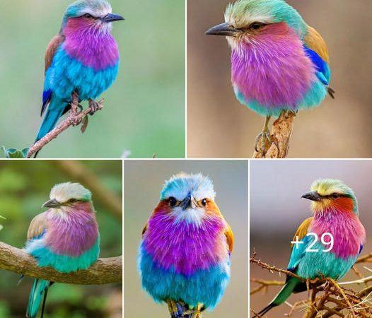 The Lilac-Breasted Roller: A Vibrantly Colored and Distinctive Bird