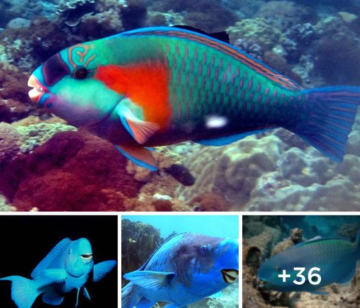 Discovery of the Brilliant Blue Parrotfish: A Marvel of the Atlantic Ocean