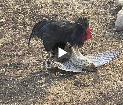 The Unlikely Battle: Fearless Rooster Takes on Mighty Eagle