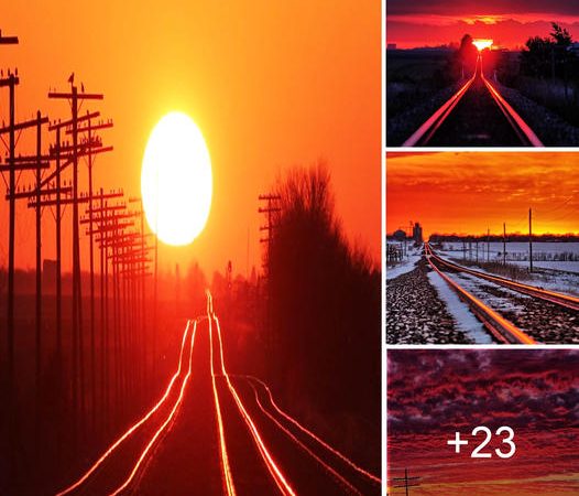 Capturing Nature’s Annual Magic: The Enchanting Sunlit Railroad Tracks