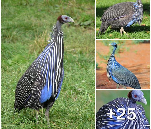 Acryllium vulturinum: Exploring the Enigmatic World of Vulturine Guineafowl