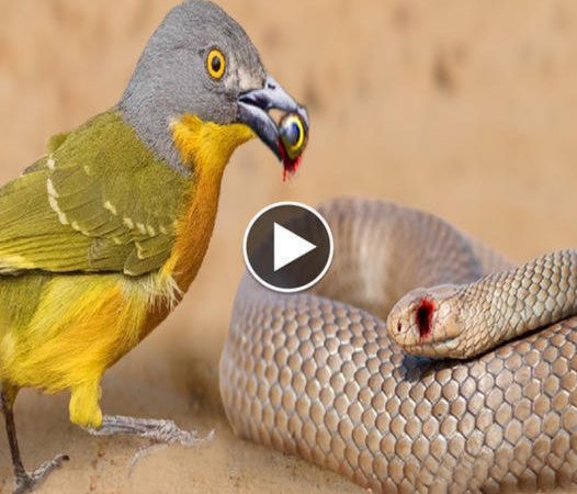 The Epic Showdown: Fearless Bird Takes On Deadly Snake in South Africa