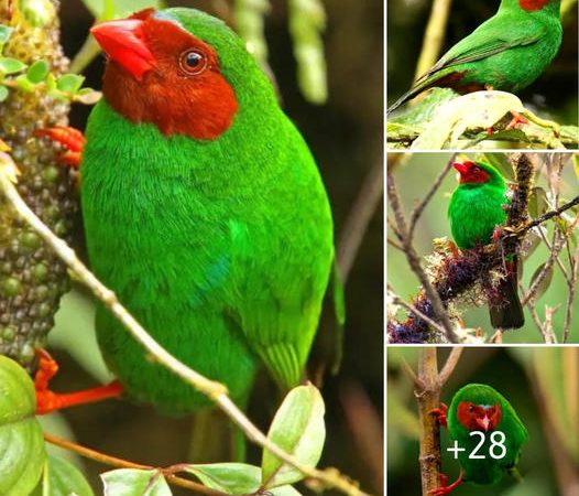 Discover the Enchanting Grass Green Tanager: A Marvel of the Jungle