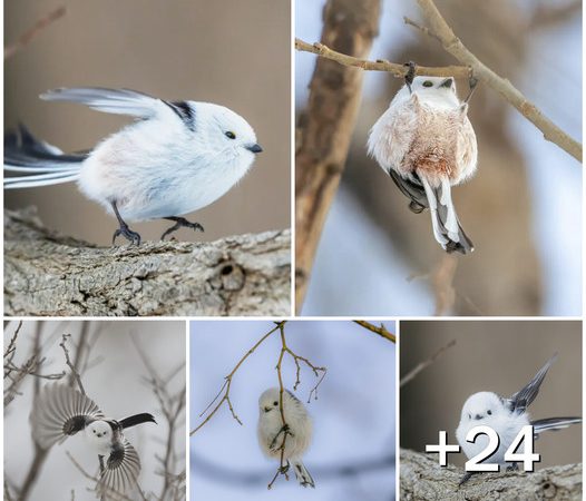 Playful Japanese Snow Fairies: Tiny Birds Performing Gymnastics on Tree Branches with Adorable Charm