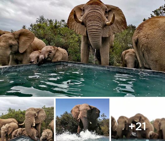 Incredible Shots: Wild Elephants Taking a Refreshing Dip in a Pool to Beat the Intense Heat