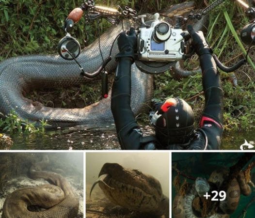 Exploring the Enigmatic Abyss: An Unforgettable Encounter with an Ancient Giant Anaconda (VIDEO).