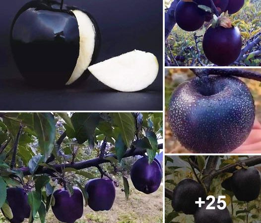 The Enigmatic Black Diamond Apple: A Luxurious Fruit Full of Surprises