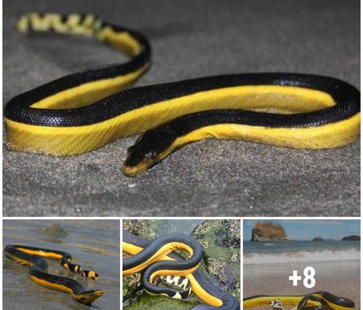 A Rare Venomous Sea Snake Found Stranded on California Coastline, Leaving Man in Critical Condition