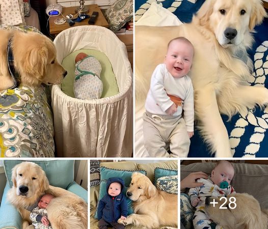 Heartwarming Video Captures the Emotional Bond Between a Dog and a Newborn Baby, Touching the Hearts of Millions.