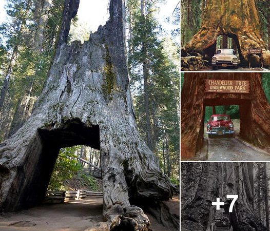 Journey Through Nature’s Timeless Wonders: The Majestic Drive-Through Trees of California