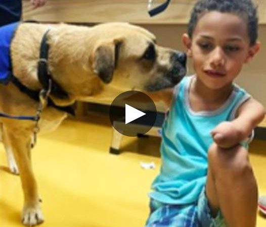 The Inspiring Journey of a Three-Legged Dog: From Abused to Therapeutic Companion That Inspires Confidence in Children with Limb Disabilities