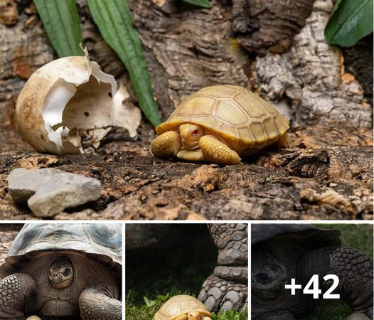 The Arrival of the First-Ever Giant Albino Tortoise in the Galapagos Islands: A Truly Enchanting Wonder