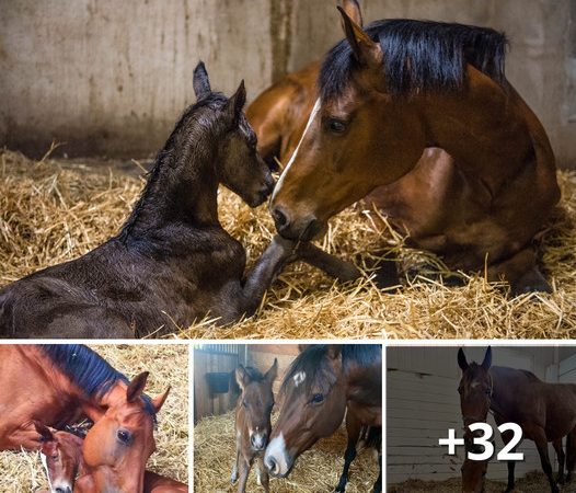 A Touching Moment: Mare Adopts Orphaned Foal After Losing Her Own Baby