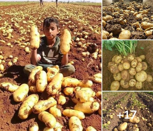 Harvesting Autumn’s Bounty: A Tribute to the Remarkable Potato