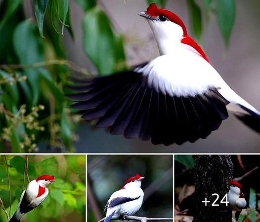 Exquisite Elegance: Unveiling the Beauty of the Araripe Manakin’s White Plumage and Red Crest