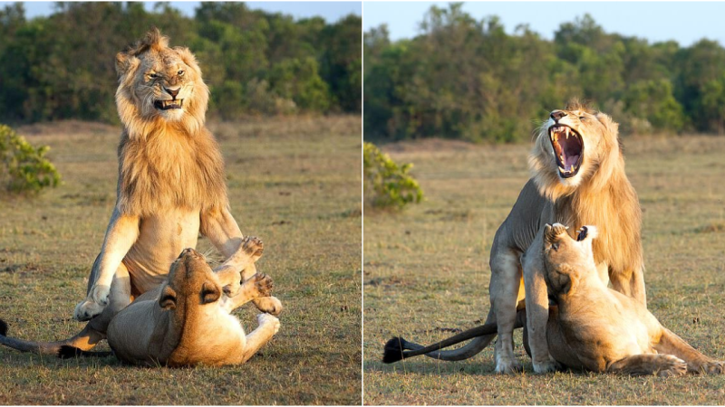 Wild Romance: The Smiling Lion’s Peculiar Courtship in Kenya’s Maasai Mara