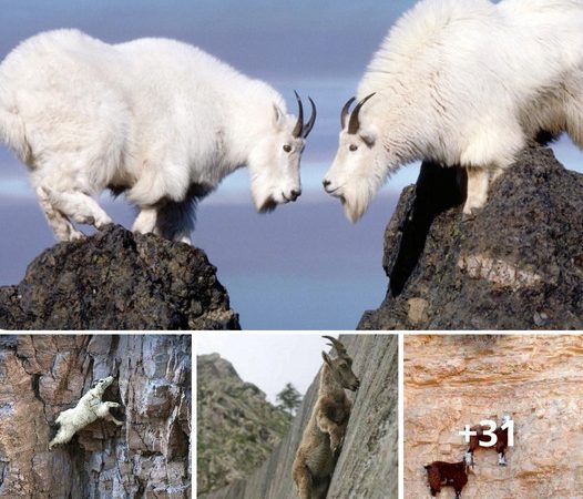 Vertical Rock Climbing Masters: The Incredible World of Mountain Goats