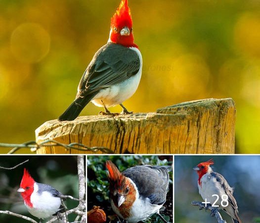 The Enigmatic Elegance of the Red-Crested Cardinal: A Vision in Crimson and Ivory