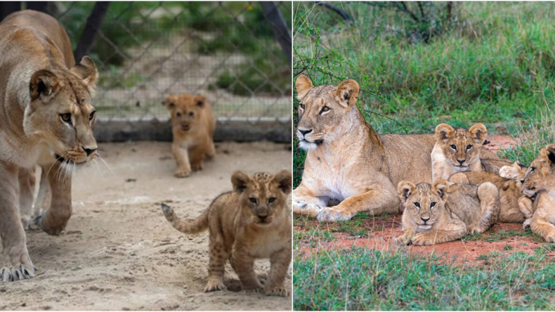 Lioness Extends Helping Paw to Tigress in Raising Cubs