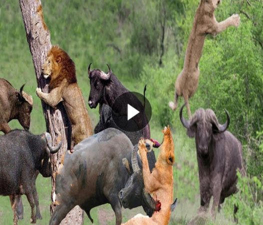 Strength in Unity: Buffalo Herd Defies the Odds, Rescuing One of Their Own from Lion Predators