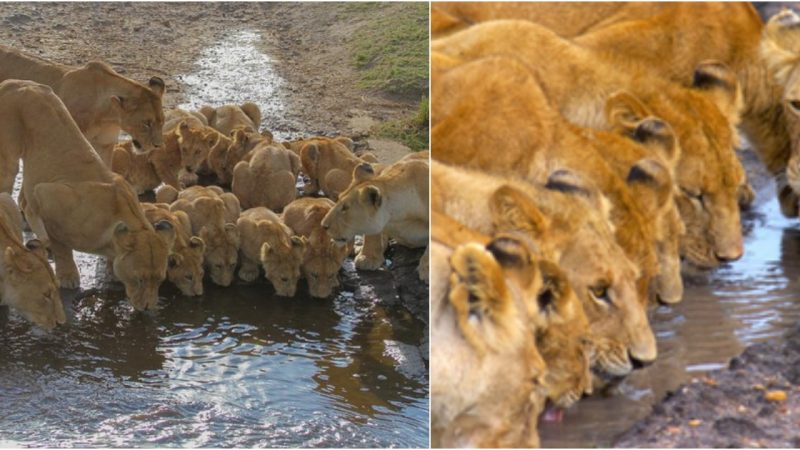 Family Unity: A Majestic Glimpse of Lions Gathering at the Riverbank to Quench Their Thirst