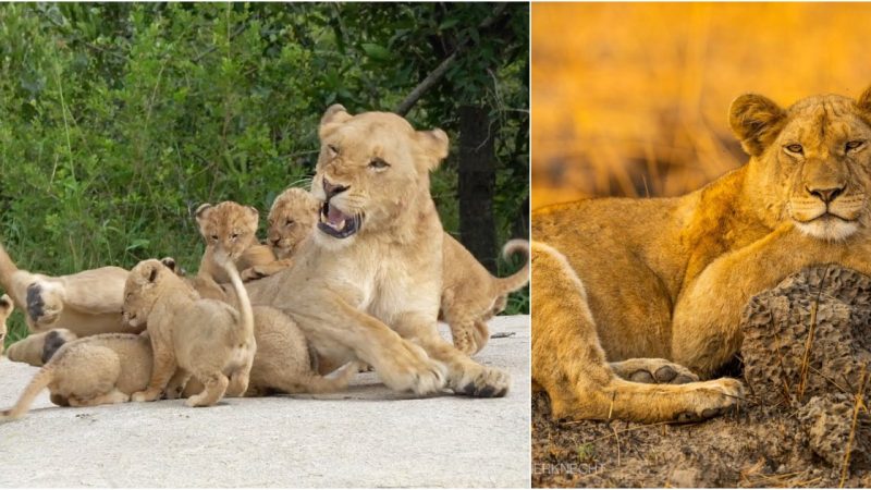 Guardians of the Savannah: The Untold Stories of Lioness Sisterhood and Family Legacy