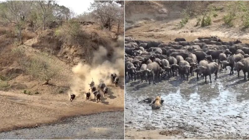 Dramatic Wildlife Showdown: Lions vs. Buffalo in a Battle for Survival