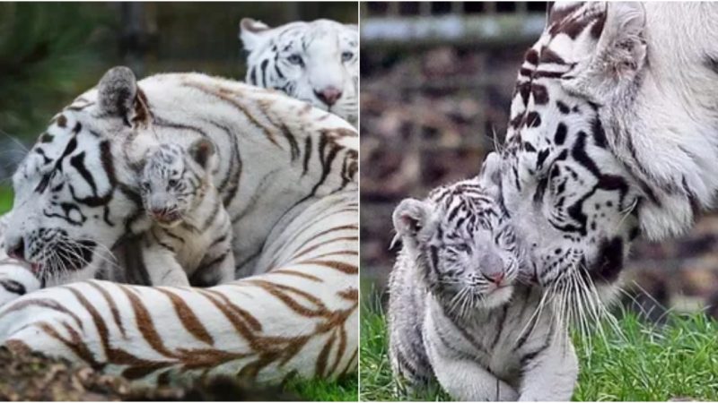 Diving into Delight: Bengal White Tiger Cubs Make a Splash at Daddy Day Care