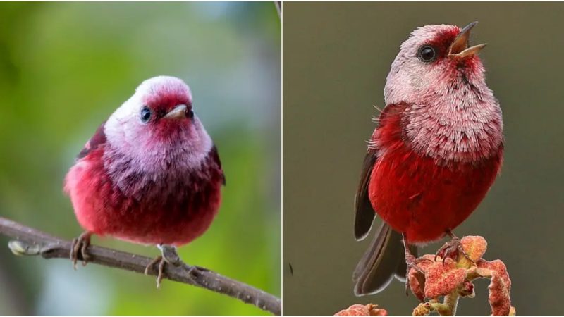 Unveiling the Enchanting Elegance of the Pink-Headed Warbler