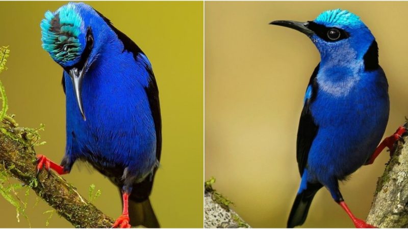 Red-legged Honeycreeper: Symphony of Colors in the Avian World