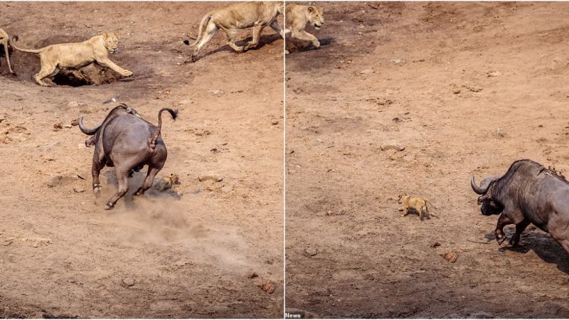 Miraculous Escape: Lion Cub’s Dance with Death in the African Wilderness
