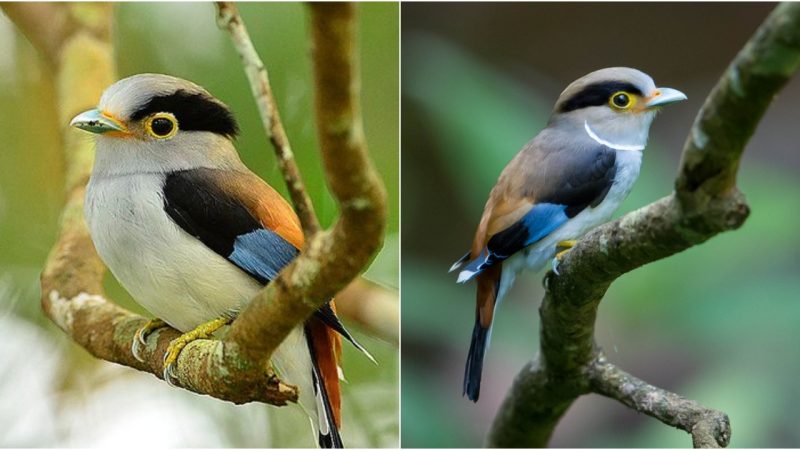 Unveiling the Enigmatic Charm of the Silver-Breasted Broadbill: A Fascinating Journey into the World of a Marvelous Avian Species