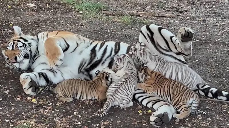 INCREDIBLE , Mom Tiger nursing her 4 cubs So beautiful , Bengal & White cub (Video)