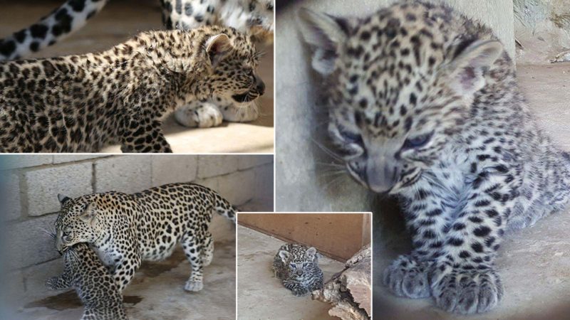 One Week from Death: The Plight of Arabian Leopard Cubs in Yemen’s War-Torn Zoo